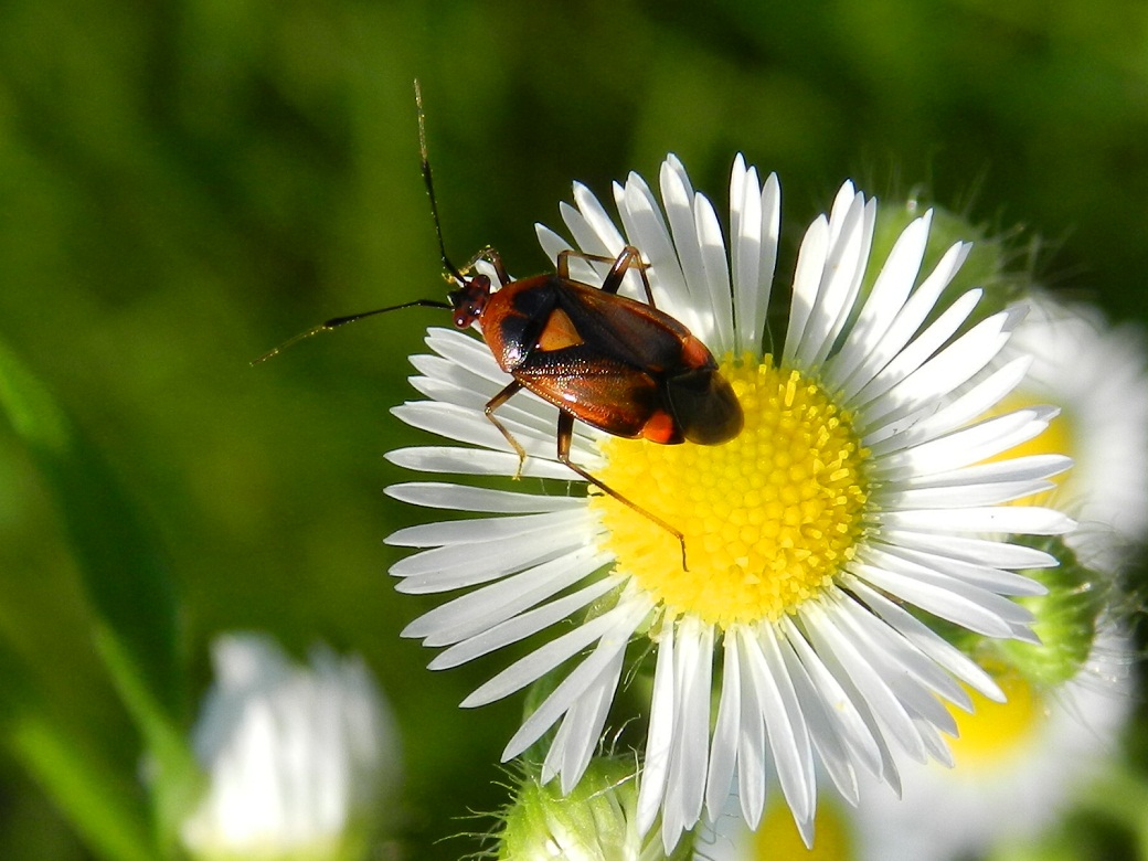 Miridae:Deraeocoris ruber ,conferma